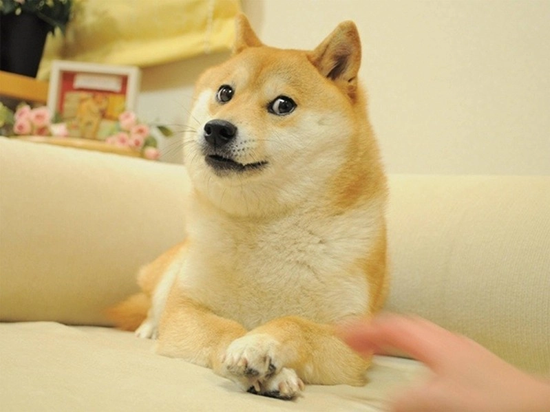 Dogecoin - это просто игра, поэтому убедитесь, что вы знаете правила